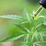 High-CBD Strains 2019 – Which Strain Is Right For Me?